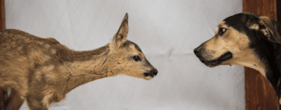 Deer and dog from Wayg 406 x 160