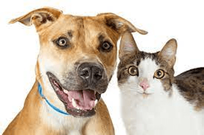 Dog and cat smile 1 412x274 best POST Natl Pet Day Appr 23
