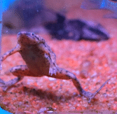 Dwart African Frog 167 x 163 best welcome 1