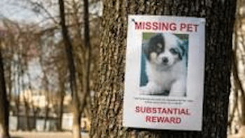 Lost dog flyer posted 408 x 230 best Post Domain Name