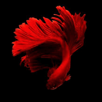 Pet betta red 393x393 best POST Easy Pets 23