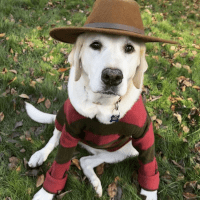 OR Dog Rescue Annie 10 Senior Lab