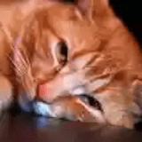 Cat my big red kitty close up 160x160