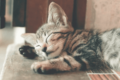 Close of up sleepy kitty 400 x 267