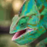 Chameleon 168 x 168 compressed