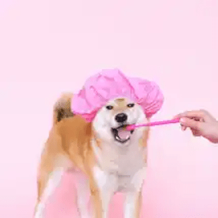 Dog Dental pexels 312 x 312