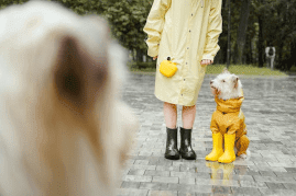 Dog fall rain gear 269x179 min