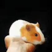 Guinea Pig 168 x 168 min