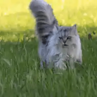 Cat in grass 330 x 330 min