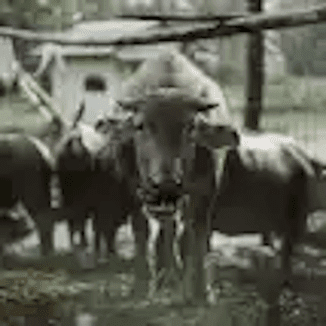 Cows farm animals 326x326 min