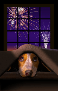 Dog hiding frm fireworks 192x300 min