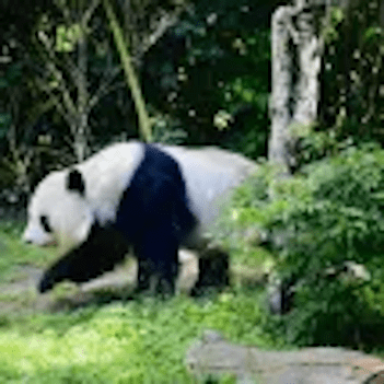 Zoo Panda Bear by Pexels 350x351