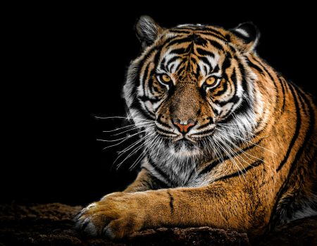 Tiger Carnivore by George DEsipris 450 x 349