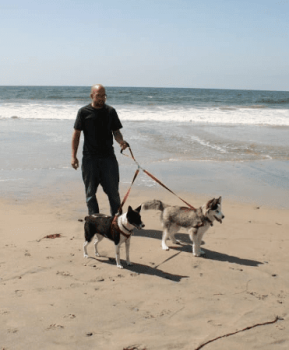 Dogs on double leash at Ocean with Pet Parent 450 x 371
