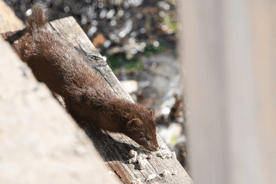 Wild baby Mink by Libman on Pixabay