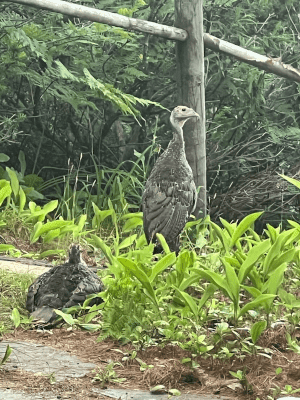Wild Mama Turkey with baby on lake house path