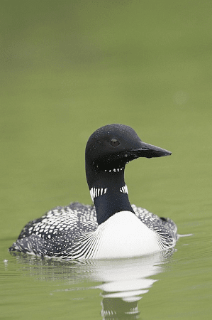 Loon on Lake from Public Domain Images by Pixabay