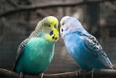 Budgies snuggling 167x112 blu/green
