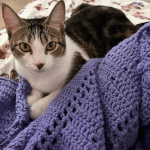 Josie, brown & white Tabby 150 x 150