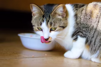 Cat eating from Unsplash 330 x 220