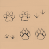 Animal Prints: Dog, Bird, Amphibian, Cat