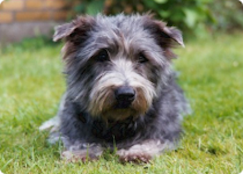 Irish Glen of Imalal Terrier 350 x 250