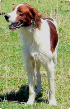 Irish Red and White Setter 225 x 350