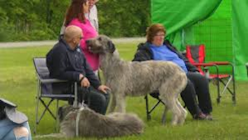 Irish Wolfhound 350 x 201