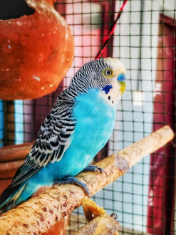 Blue Budgie 247 x 330