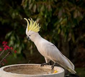 Cockatoo standing on edge of bird bath 330 x 299