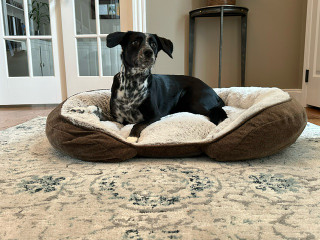 Dog Bed King dog bed with memory foam 320 x 240