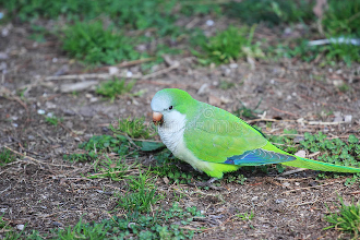Parrotlet standing on ground 330 x 220