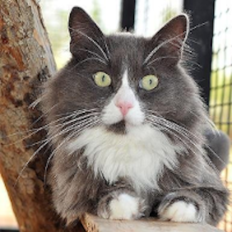 Best Friends' Long Hair Grey Manx Cat 325 x 325