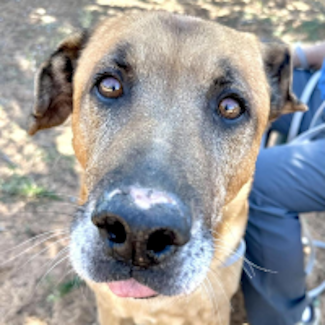 Best Friends' Shepherd Mix 325 x 325