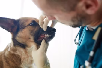 Dog dental inspection by vet 440 x 293