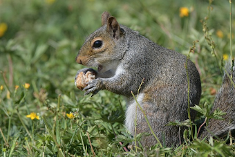 Squirrel photo by Mayukh Karmaka of Pixabay 340 x 227