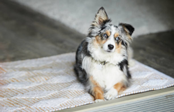 Dog, Australian Shepherd by Pexels 340 x 220