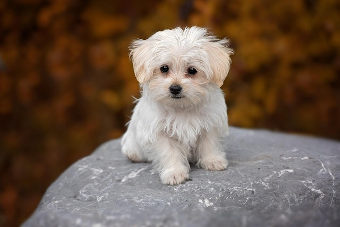 Maltese pup on Pixabay by Pexlbear 340 x 227