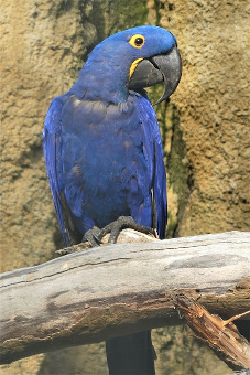 Parrot, Blue Hyacinth 340 x 227