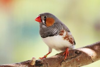 Finch, zebra finch on a branch 340 x 227