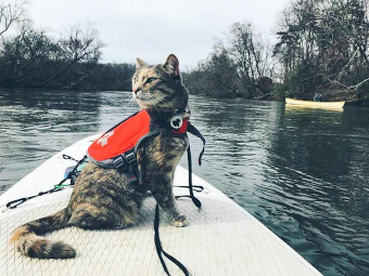 cat in life jacket 340 x 255